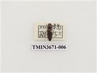 藏品(叩頭蟲(2))的圖片